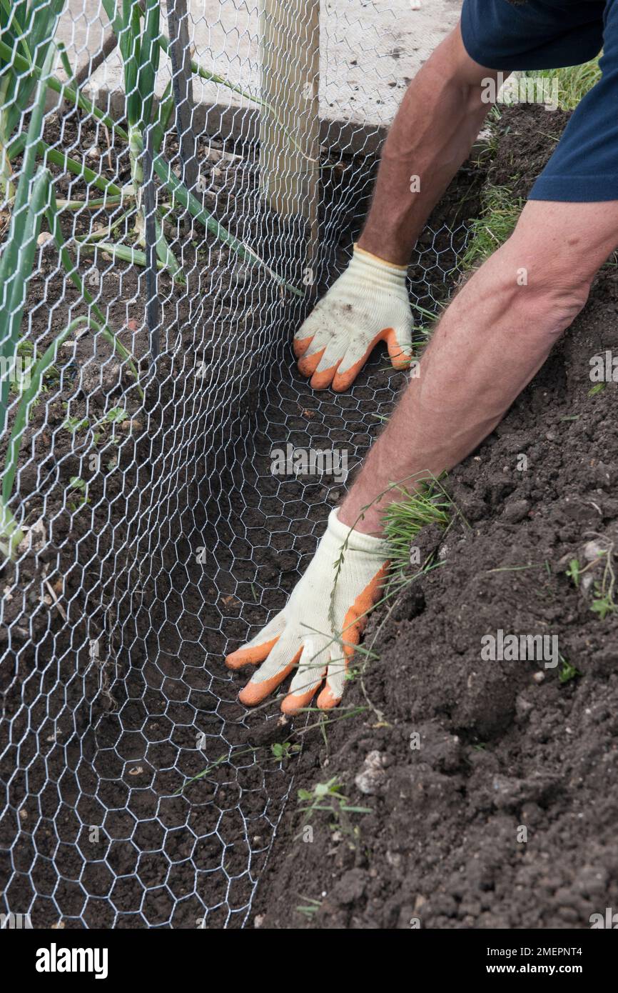 Erecting wire mesh rabbit-proof fence on allotment Stock Photo