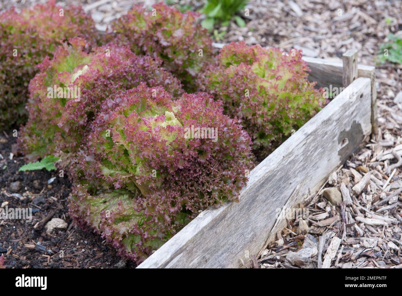 Lettuce growing in wood raised bed Stock Photo Alamy