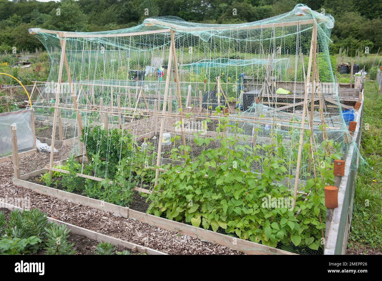 Allotment with beans growing up canes under netting Stock Photo