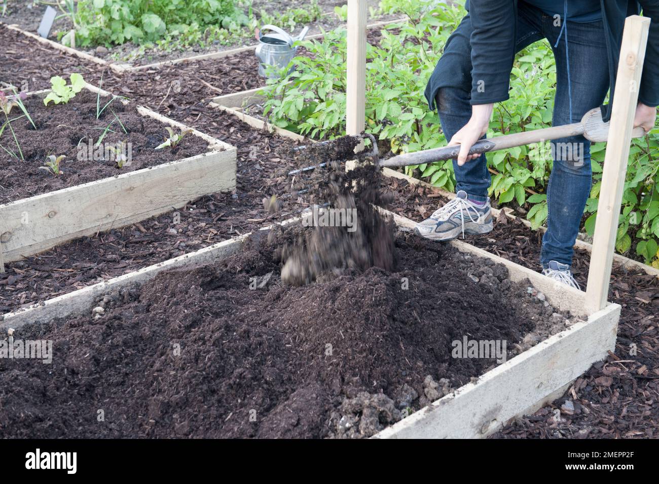 Digging soil in raised bed on allotment with garden fork Stock Photo
