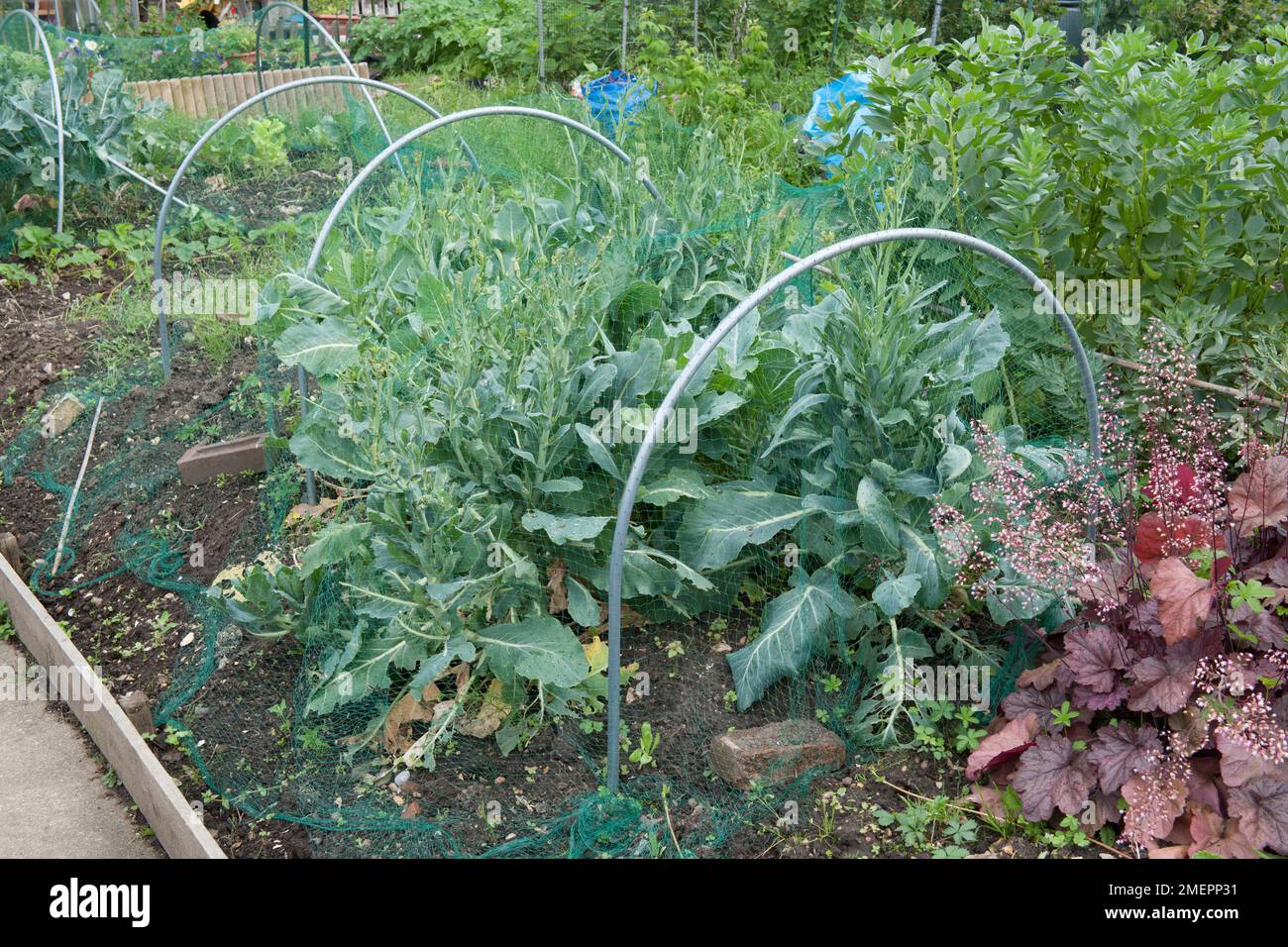 Cabbages growing under homemade cloche with netting Stock Photo Alamy