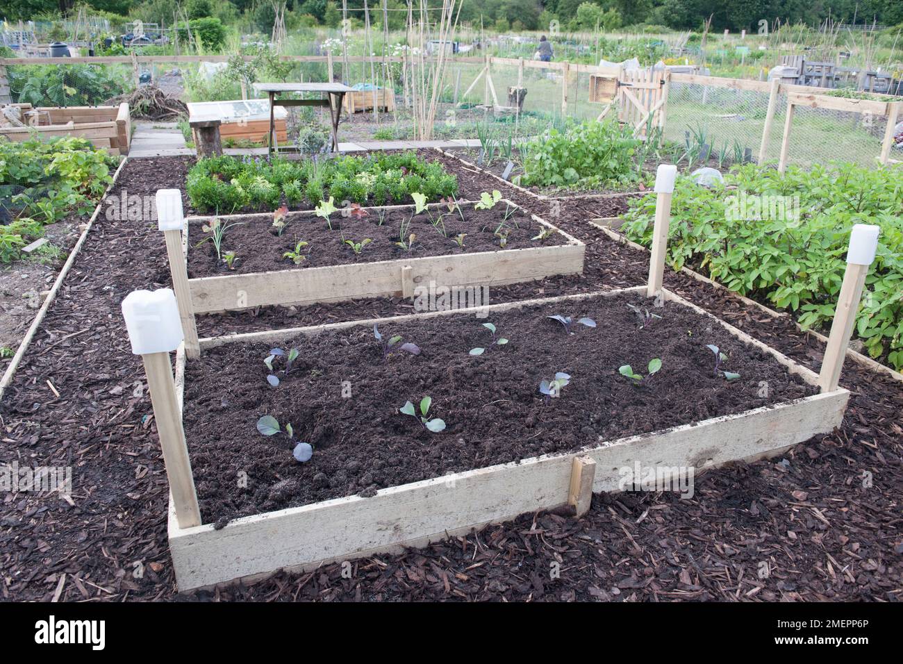 Raised beds on the allotment hi-res stock photography and images - Alamy