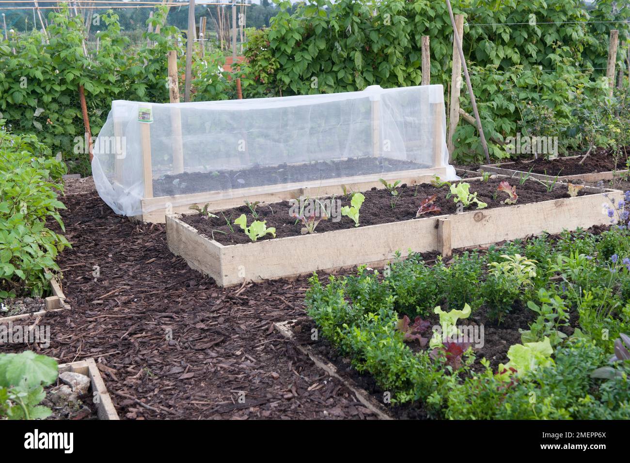 Raised beds with vegetable and salad crops Stock Photo Alamy
