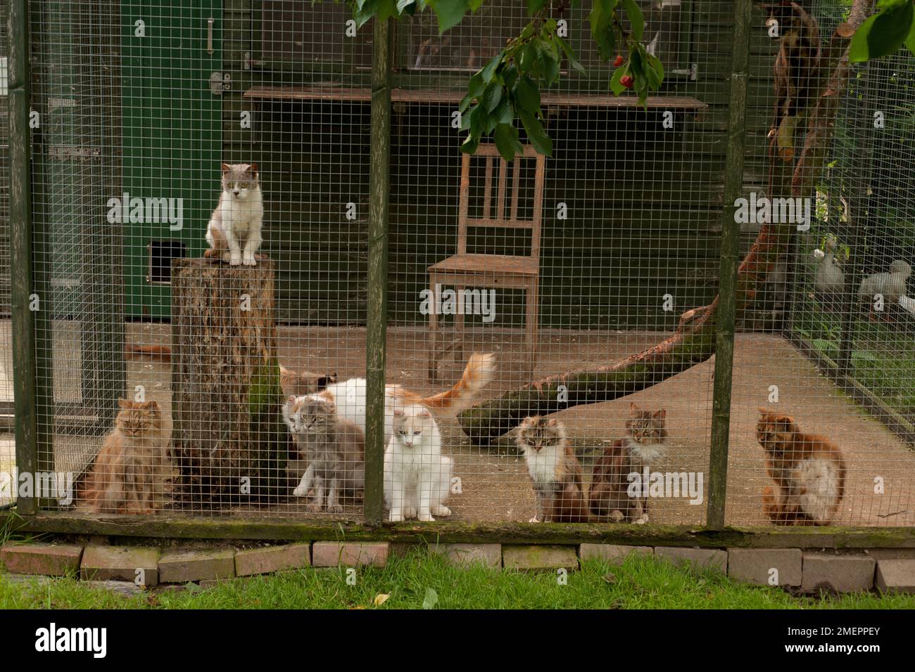 Catteries hires stock photography and images Alamy