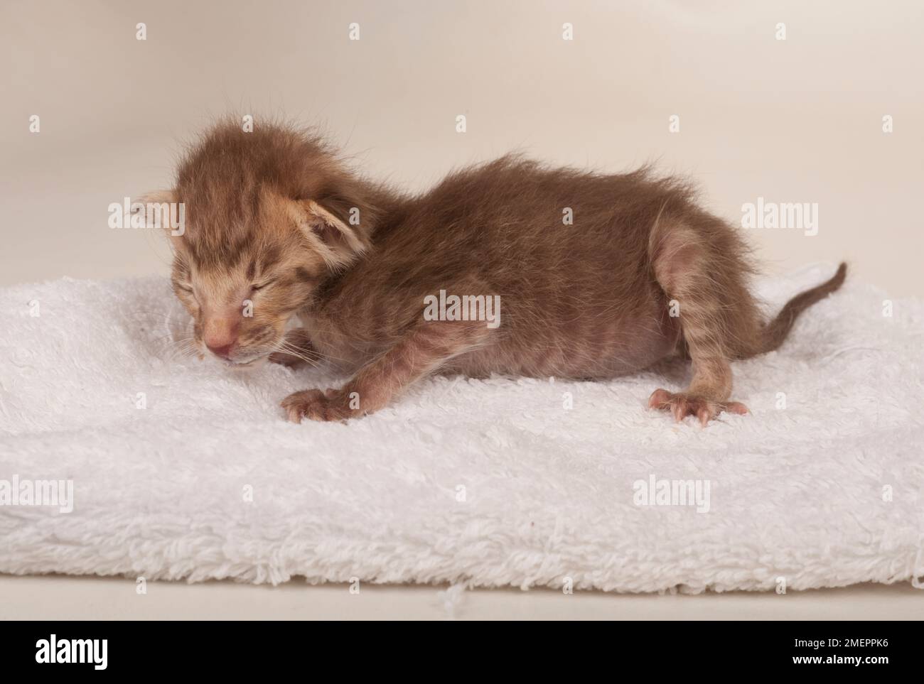 Kitten Stock Photo