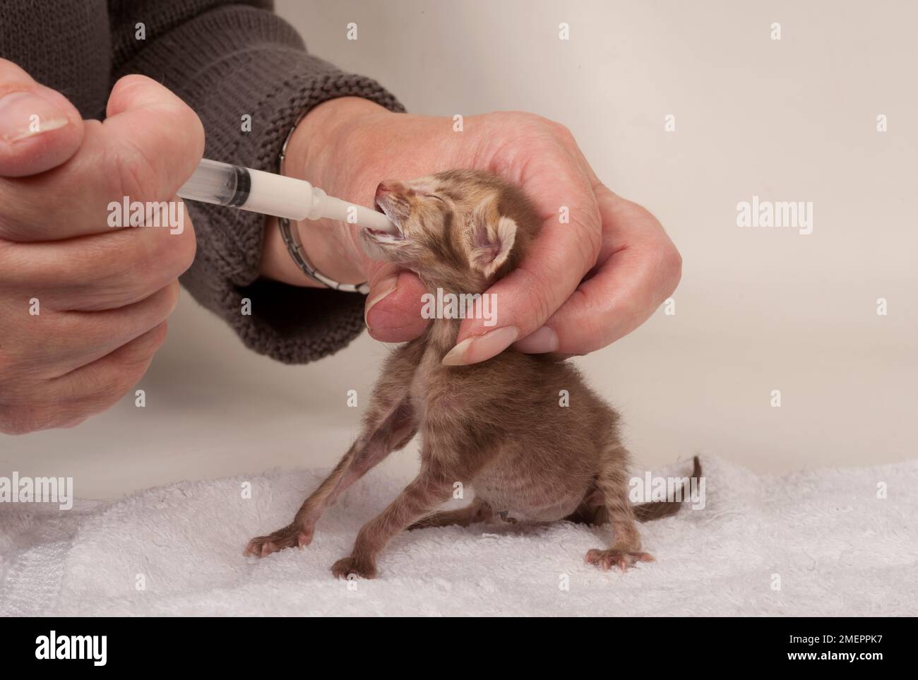Feeding milk to a kitten using a syringe Stock Photo