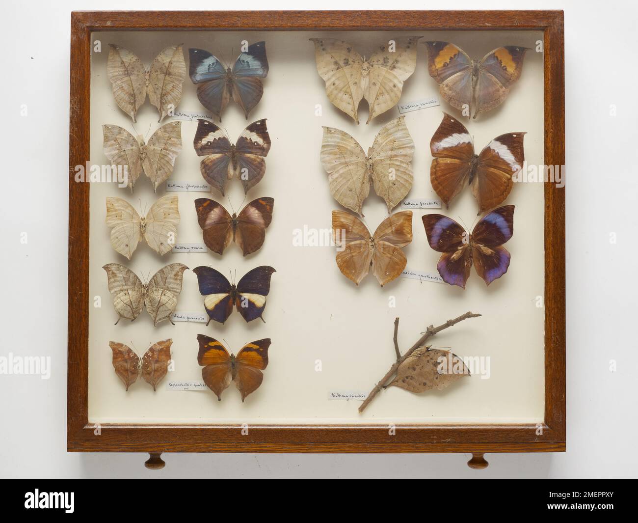 Various butterflies mounted in frame Stock Photo