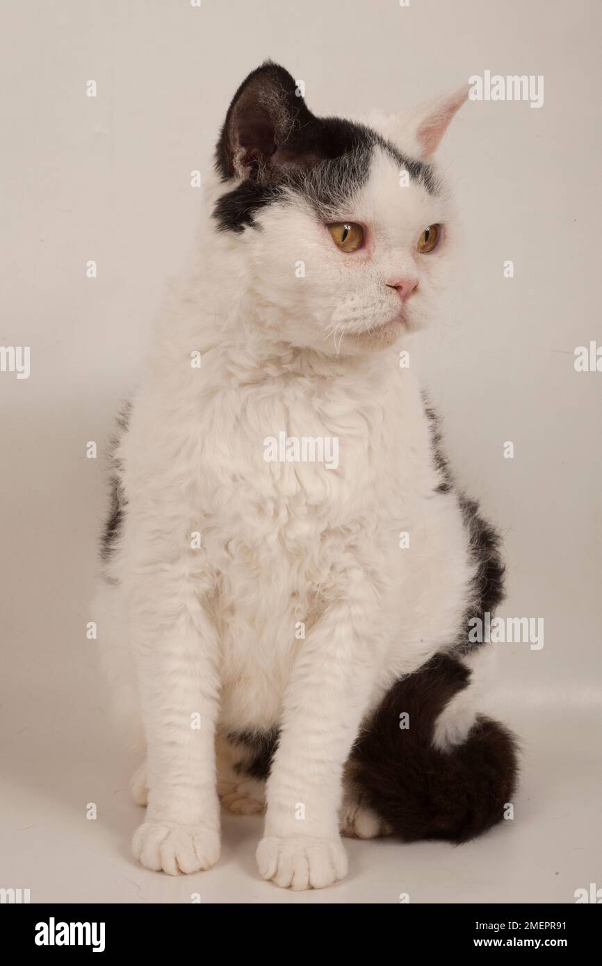 Black and white Selkirk Rex cat with golden yellow eyes and wavy coat