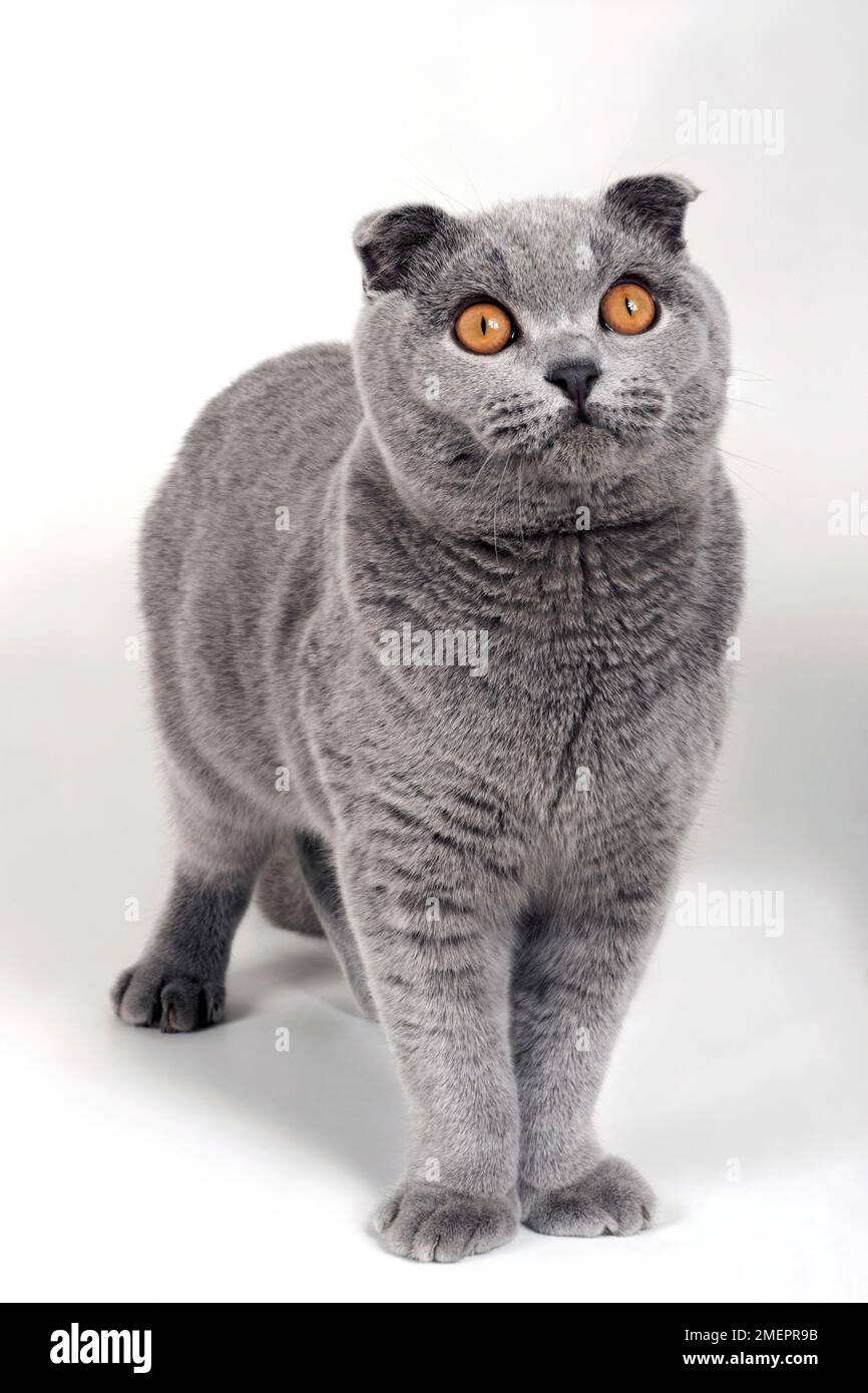 Adult male Blue Scottish Fold cat with golden eyes, standing, looking at camera, front view Stock Photo