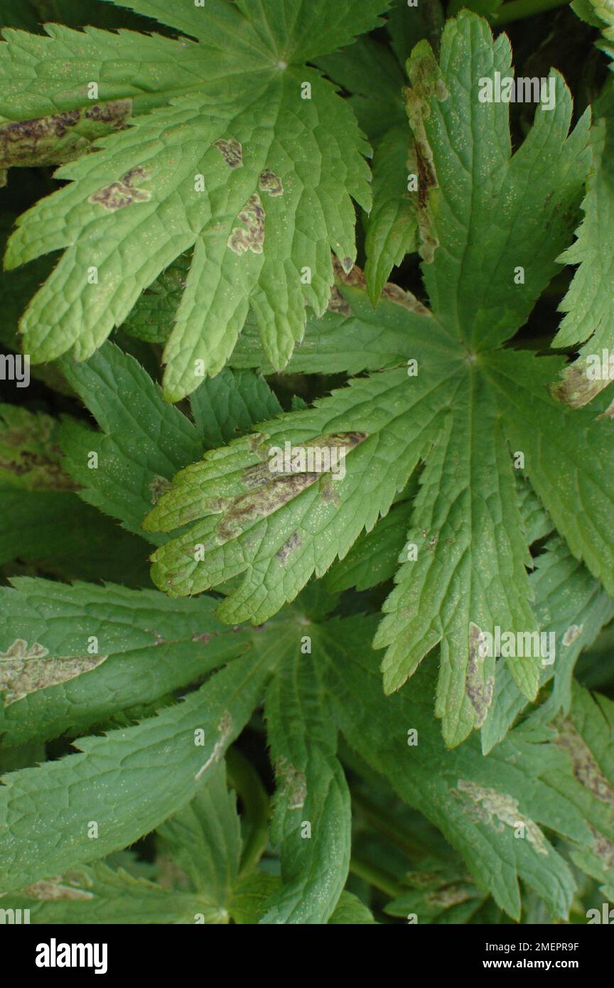 Astrantia leaves showing damage from Astrantia leaf miner (Phytomyza astrantiae) Stock Photo