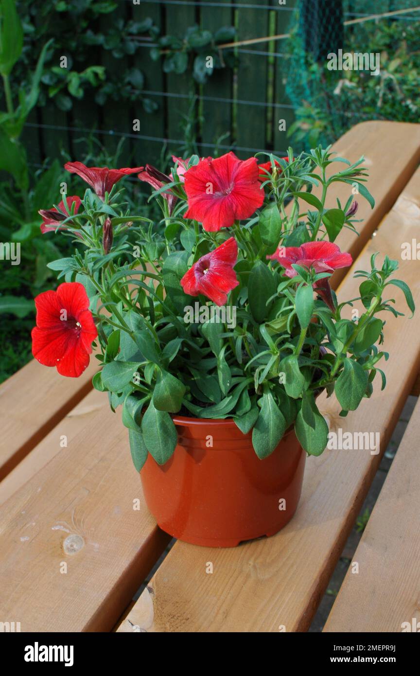 Petunia plant with wilting leaves caused by underwatering Stock Photo