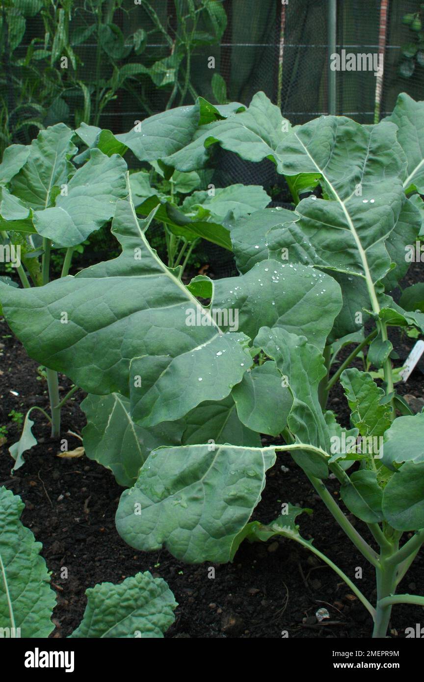 Brussels sprout leaves damaged and eaten by slugs or snails Stock Photo
