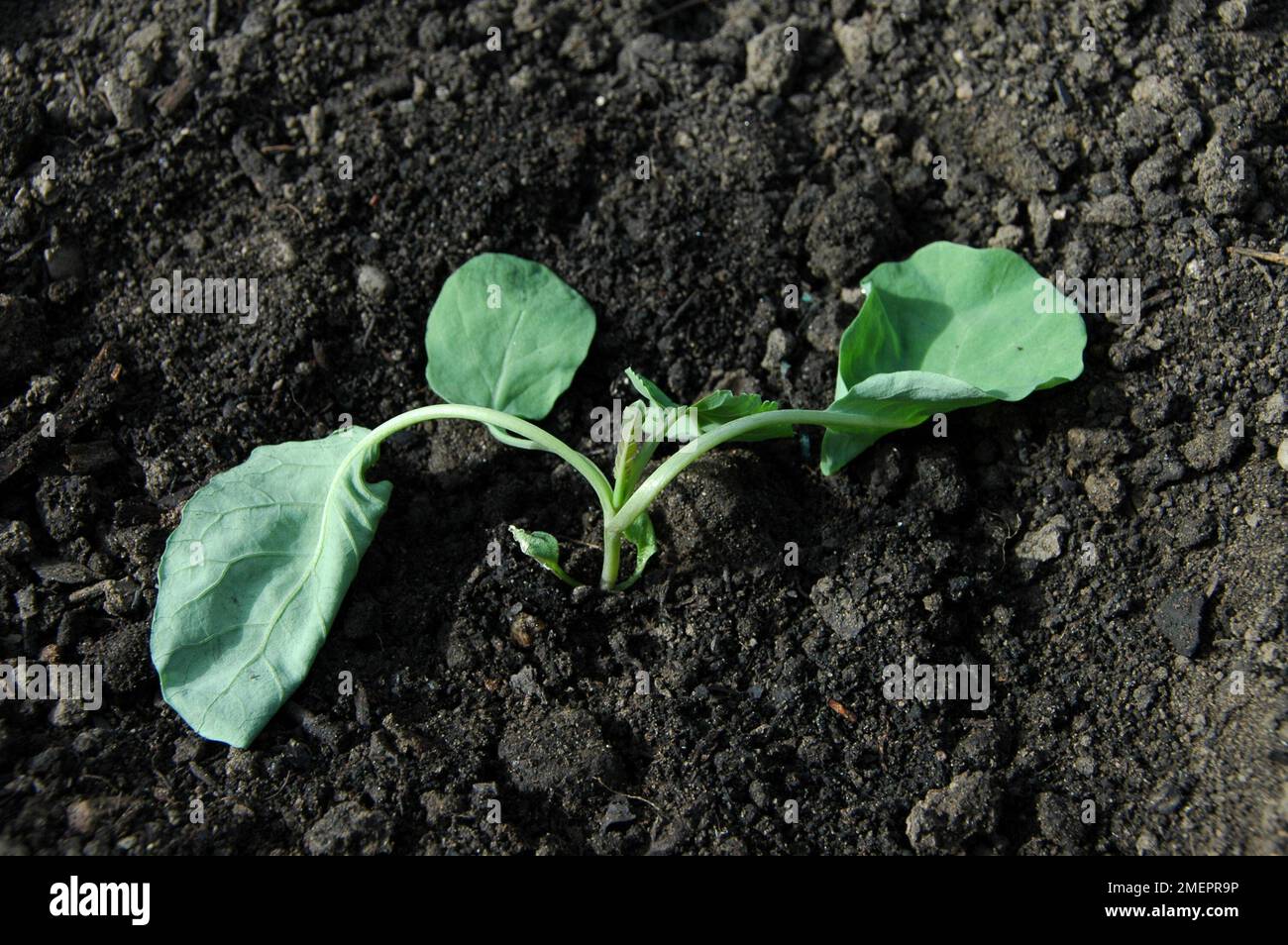 Cabbage seedlings showing cabbage root fly damage (Delia radicum) Stock Photo