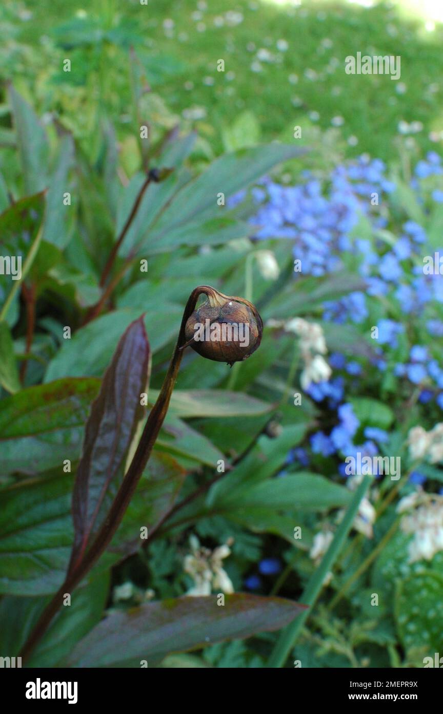 Peony flower bud destroyed by peony wilt (Botrytis paeoniae) Stock Photo