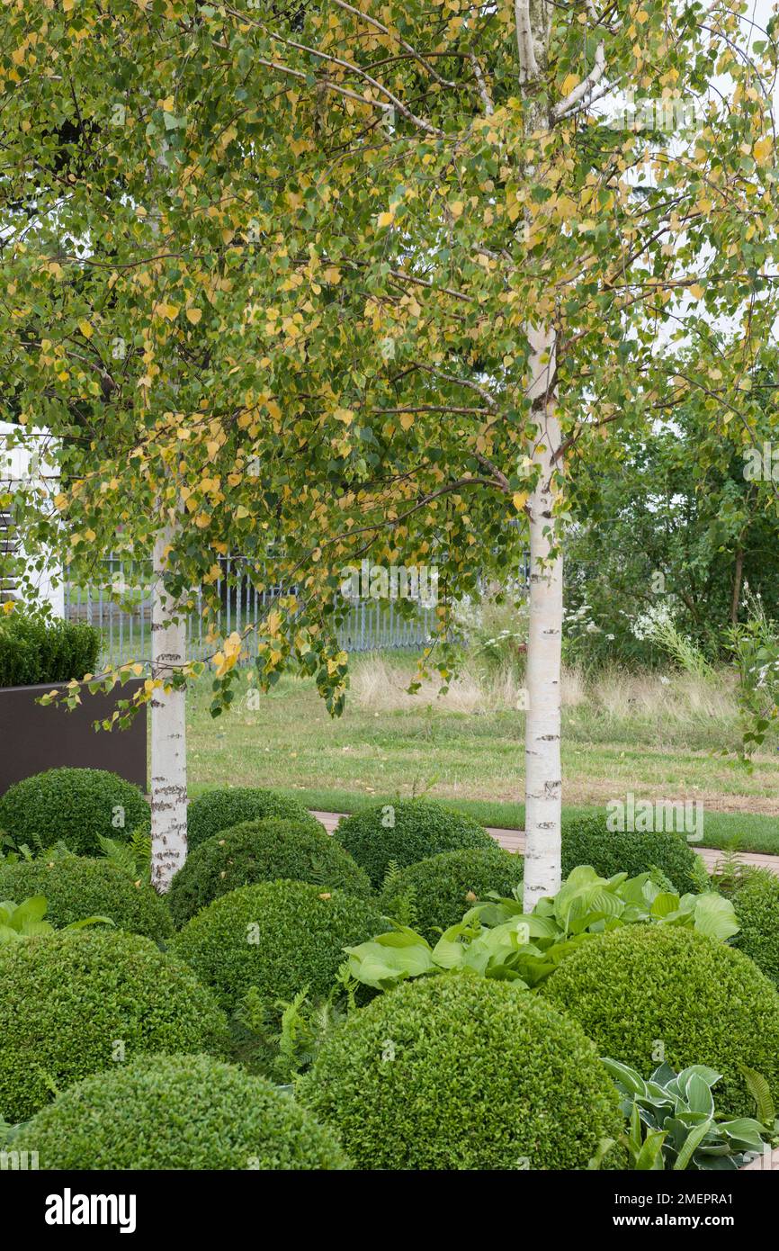 Betula pendula (Silver birch) with leaves yellowing and dying back as