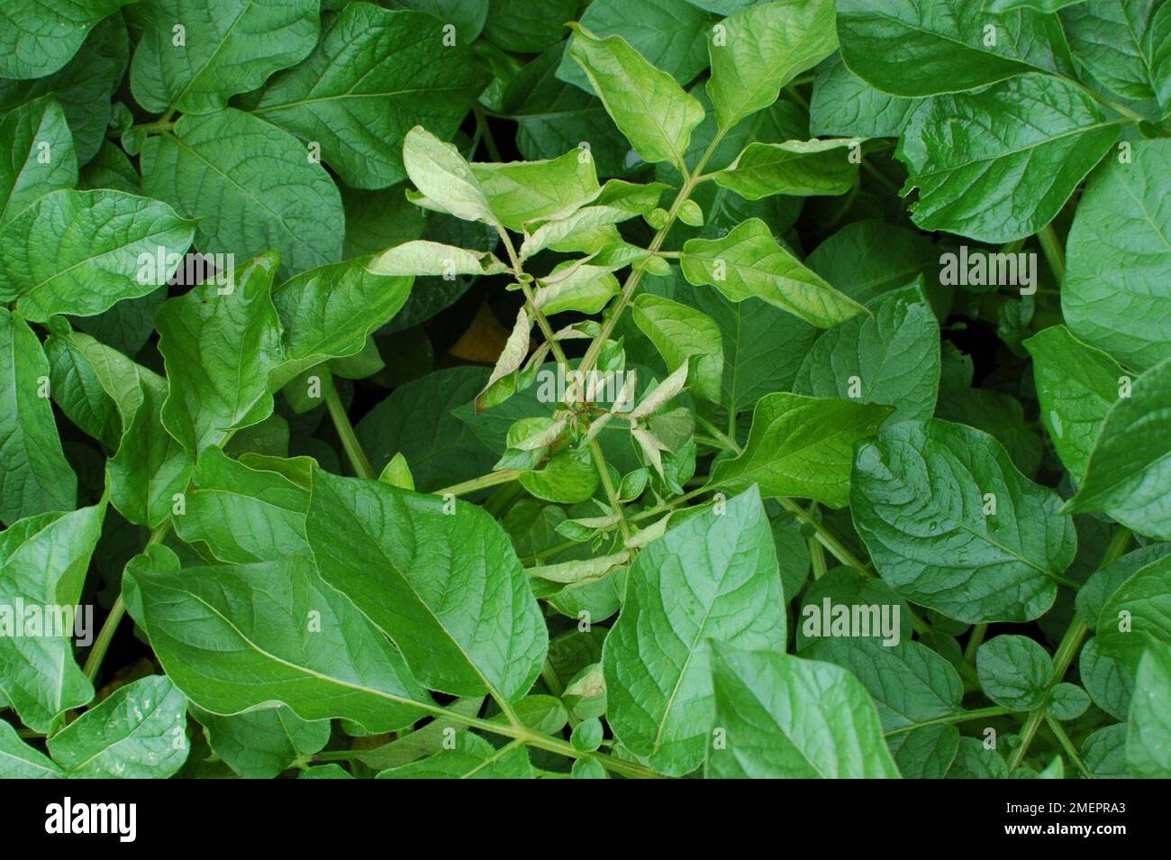 Potato plant infected with potato virus, showing distorted leaf growth Stock Photo