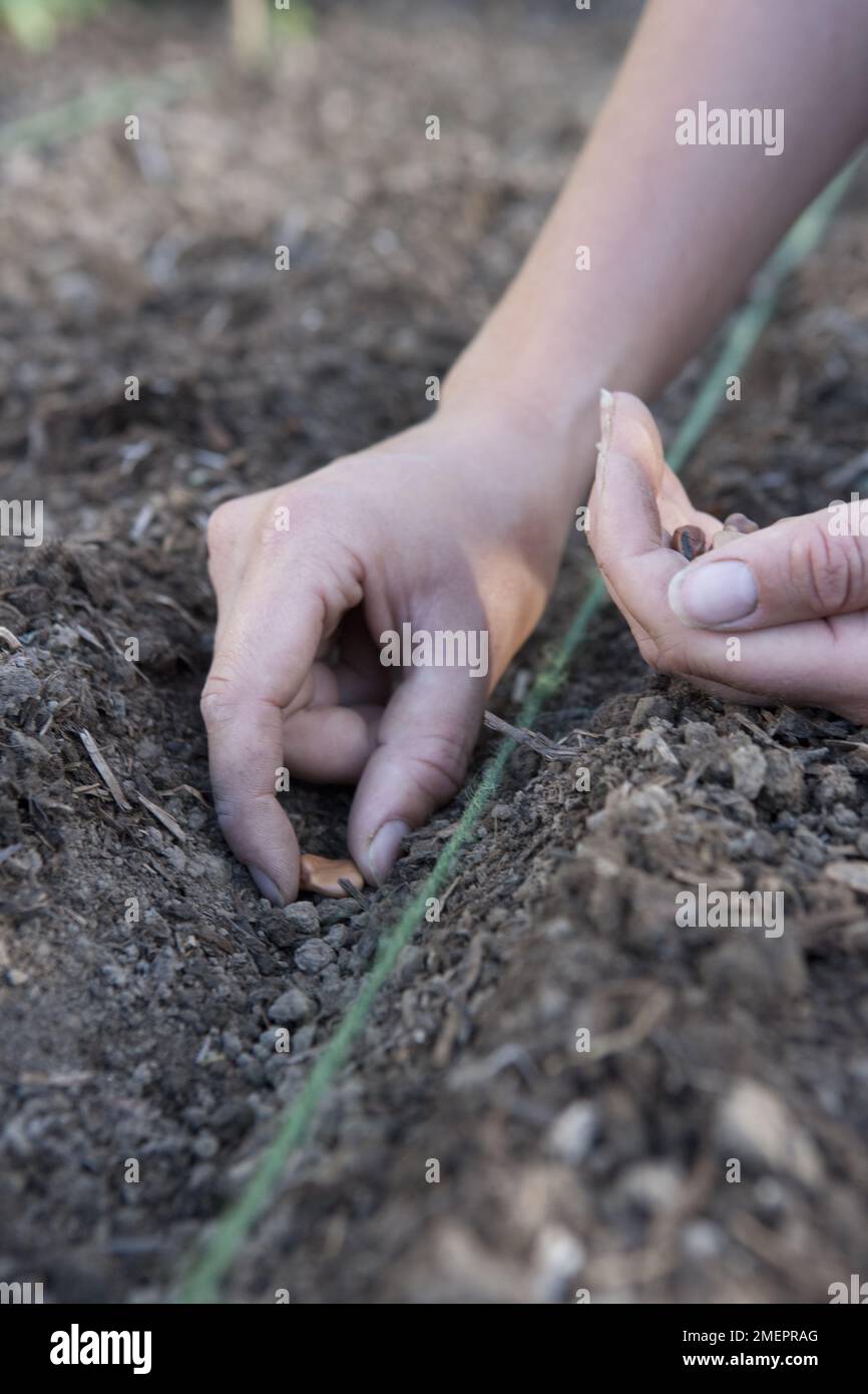 Planting seeds into a seed drill Stock Photo Alamy