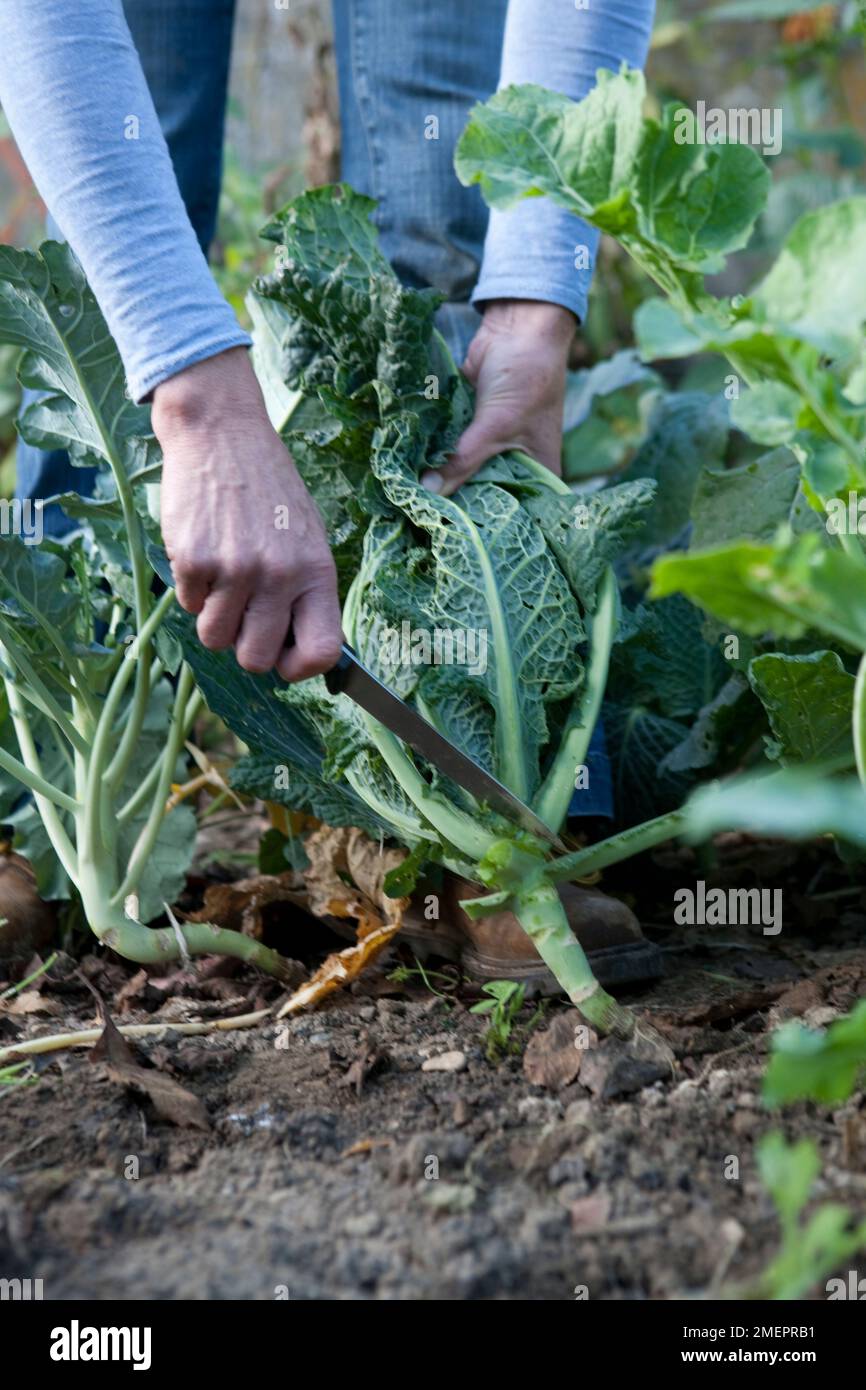 Cabbage, Brassica oleracea, harvesting vegetable, cutting it using