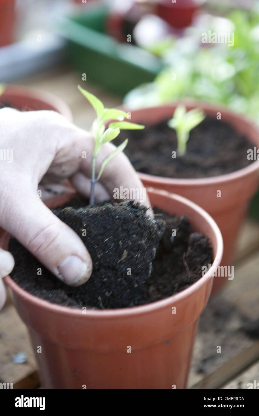 Seedlings growing in small pots Stock Photo