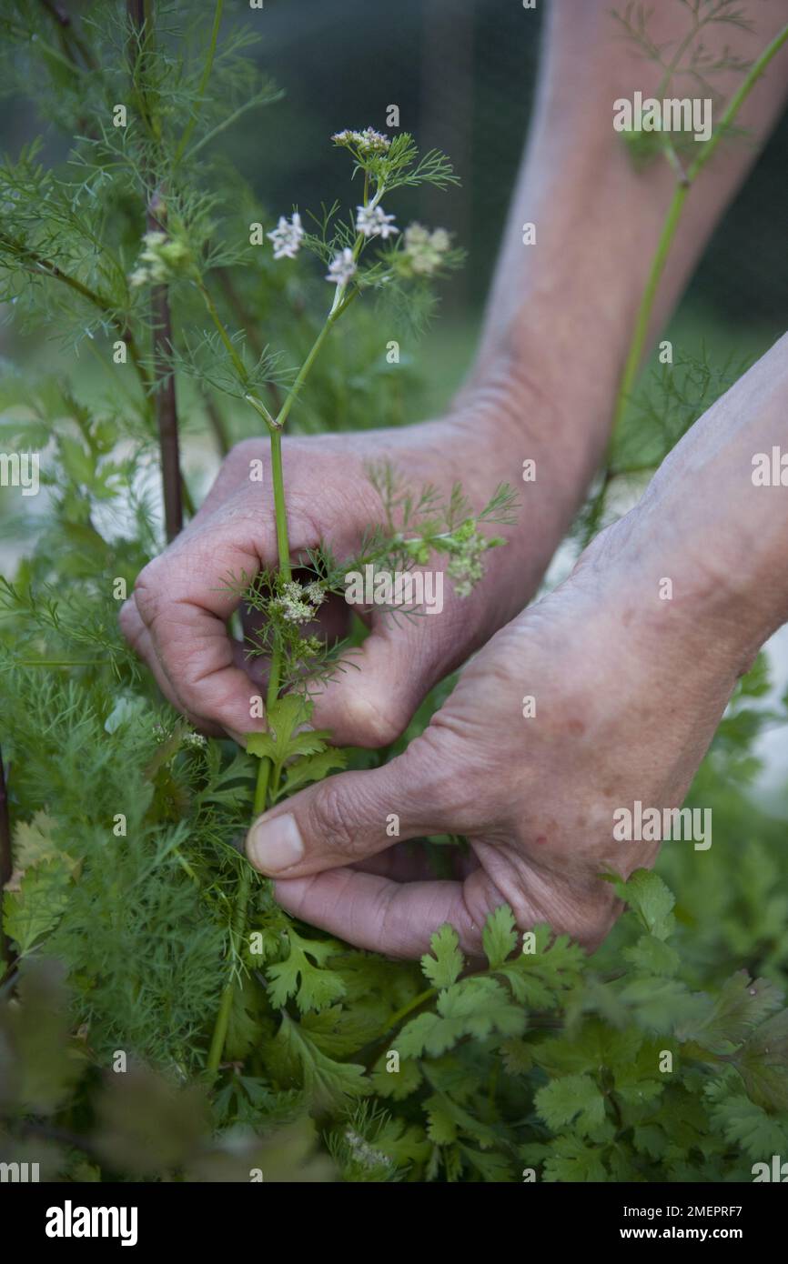 Herb garden Stock Photo