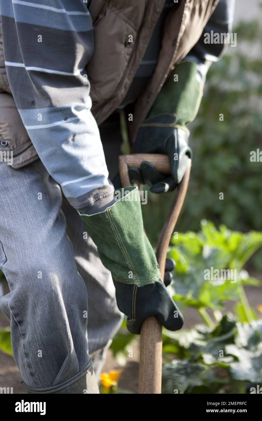 Man wearing garden gloves to use spade Stock Photo
