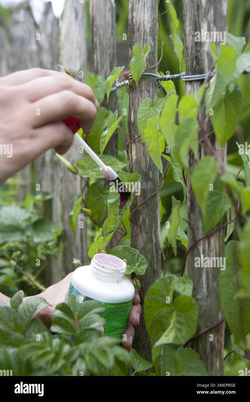 Weedkiller applied to bindweed plant, Convolvulus arvensis Stock Photo Alamy