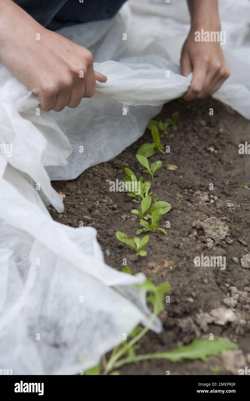 Covering seedlings with garden fleece Stock Photo