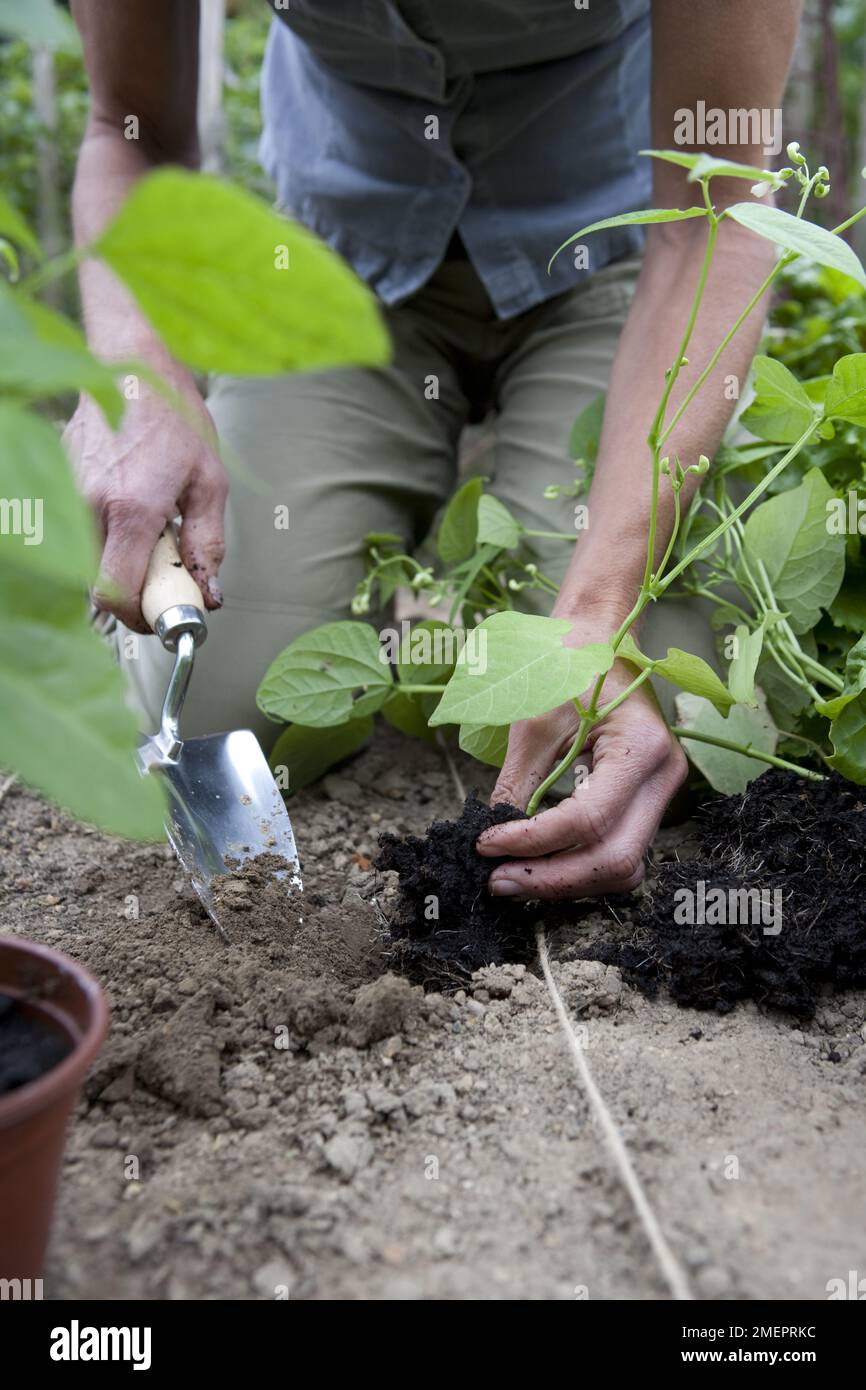 Runner bean, Phaseolus coccineus, separating young plants by hand Stock Photo
