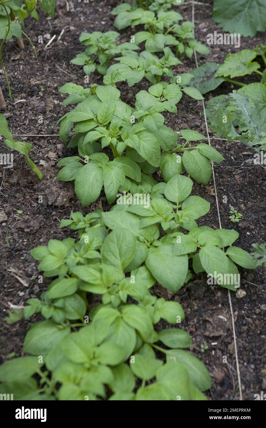 Potato, Solanum tuberosum, crop growing in garden bed Stock Photo Alamy
