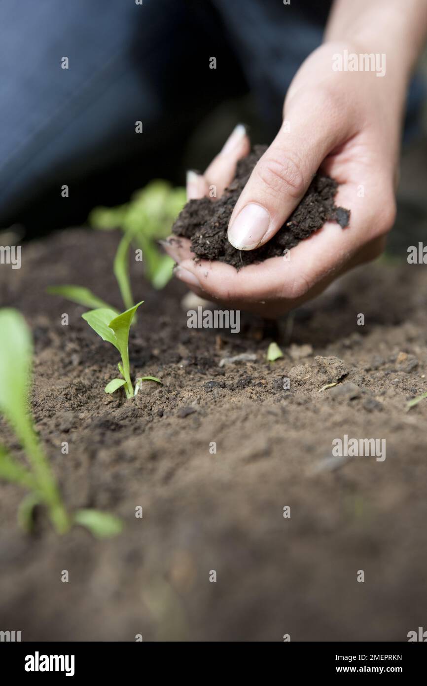 Adding mulch to garden bed hires stock photography and images Alamy