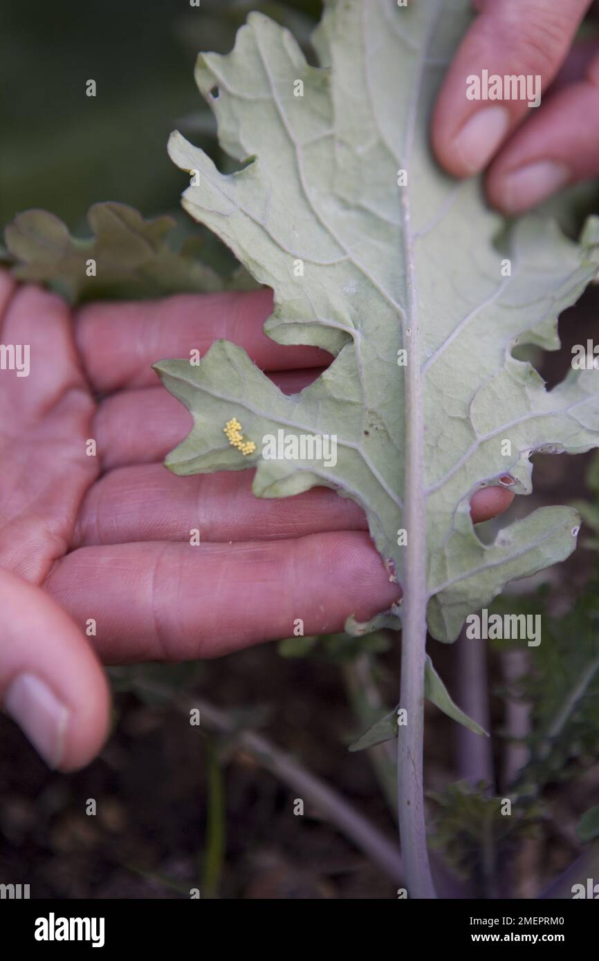 Butterfly eggs on bottom of cabbage leaf Stock Photo Alamy