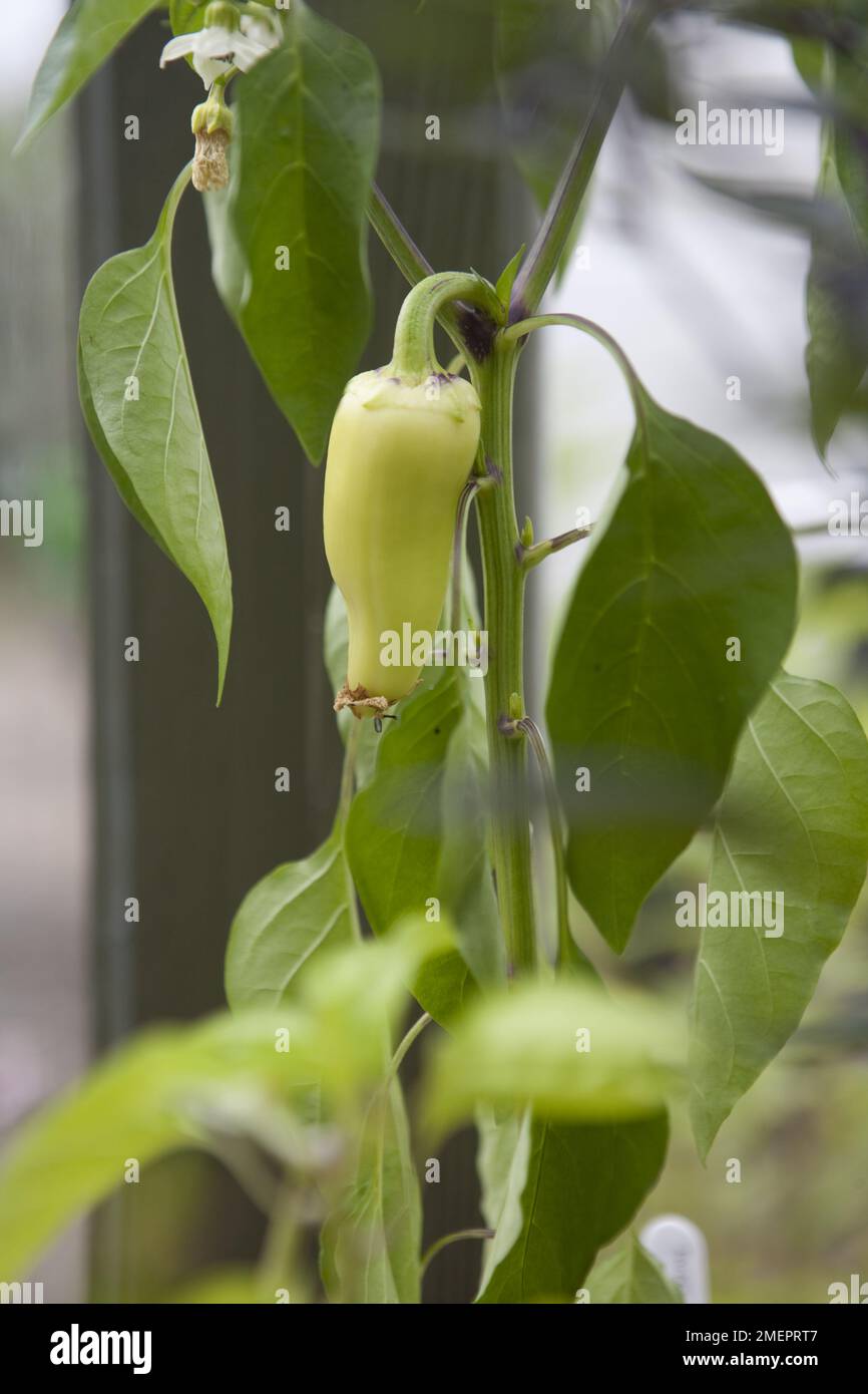 Pepper, capsicum, young fruit growing on plant Stock Photo Alamy