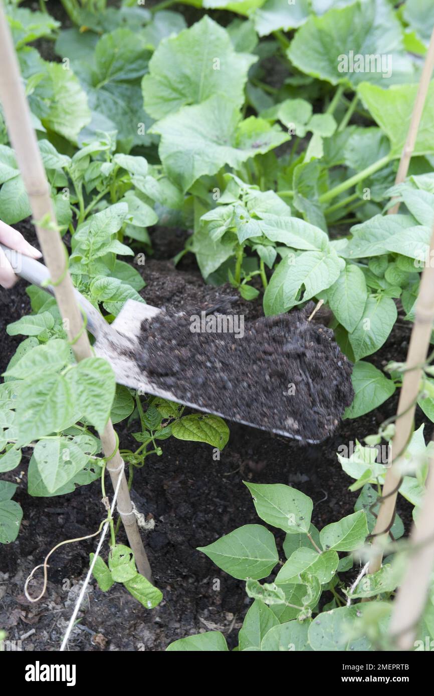 Adding mulch to a flourishing vegetable garden Stock Photo Alamy