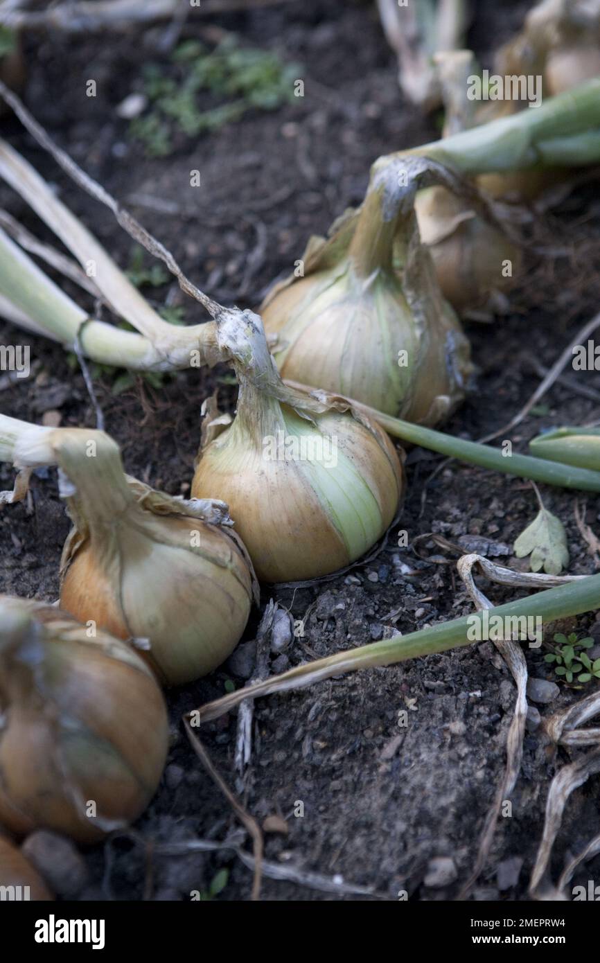 Garden onion bulb common hi-res stock photography and images - Alamy
