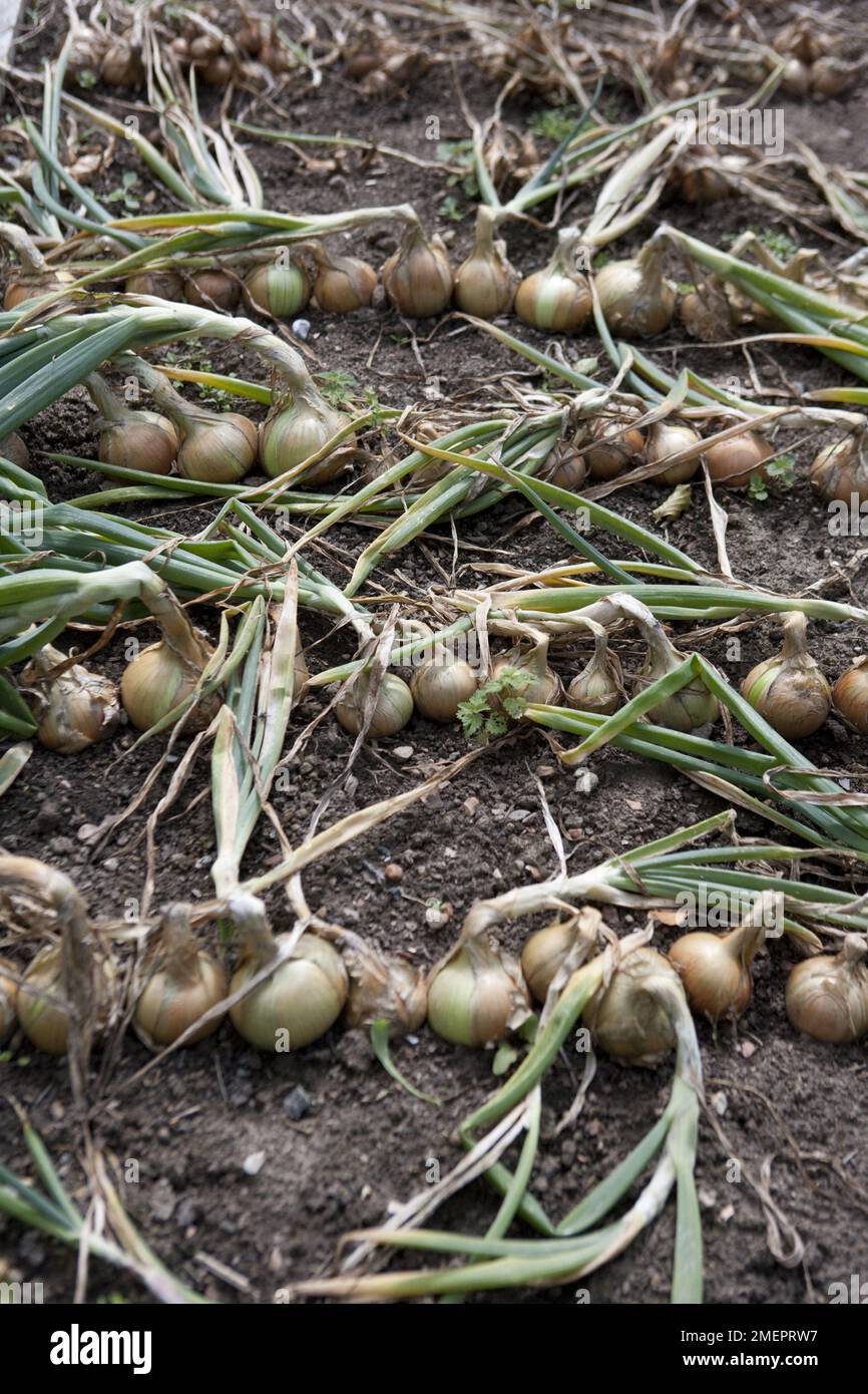 Onion, Allium cepa, onions drying in vegetable garden Stock Photo Alamy