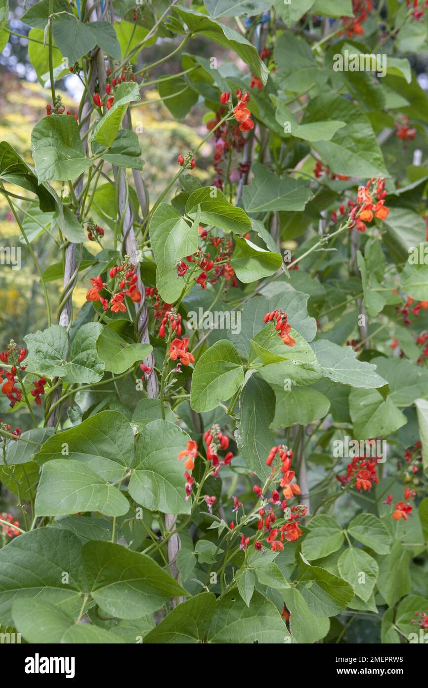 Runner bean, Phaseolus coccineus, flowers and leaves on wigwam Stock Photo