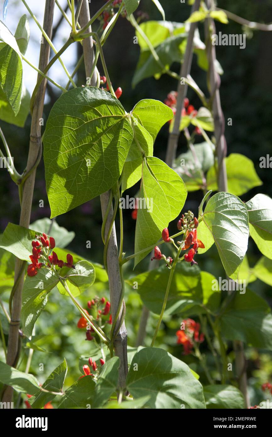 Runner bean, Phaseolus coccineus, flowers and leaves on wigwam made of bamboo canes Stock Photo