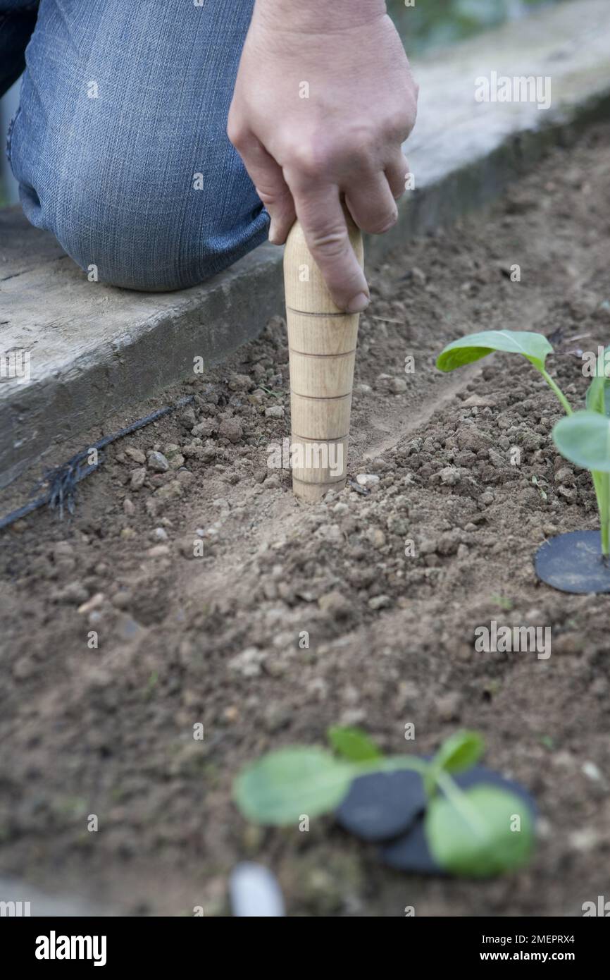 Creating holes in vegetable garden for planting using dibber Stock Photo