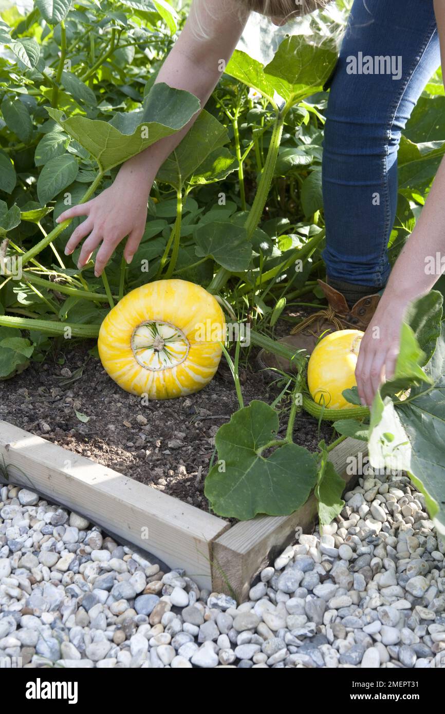 Squash, Cucurbita, mature fruit growing in vegetable garden Stock Photo