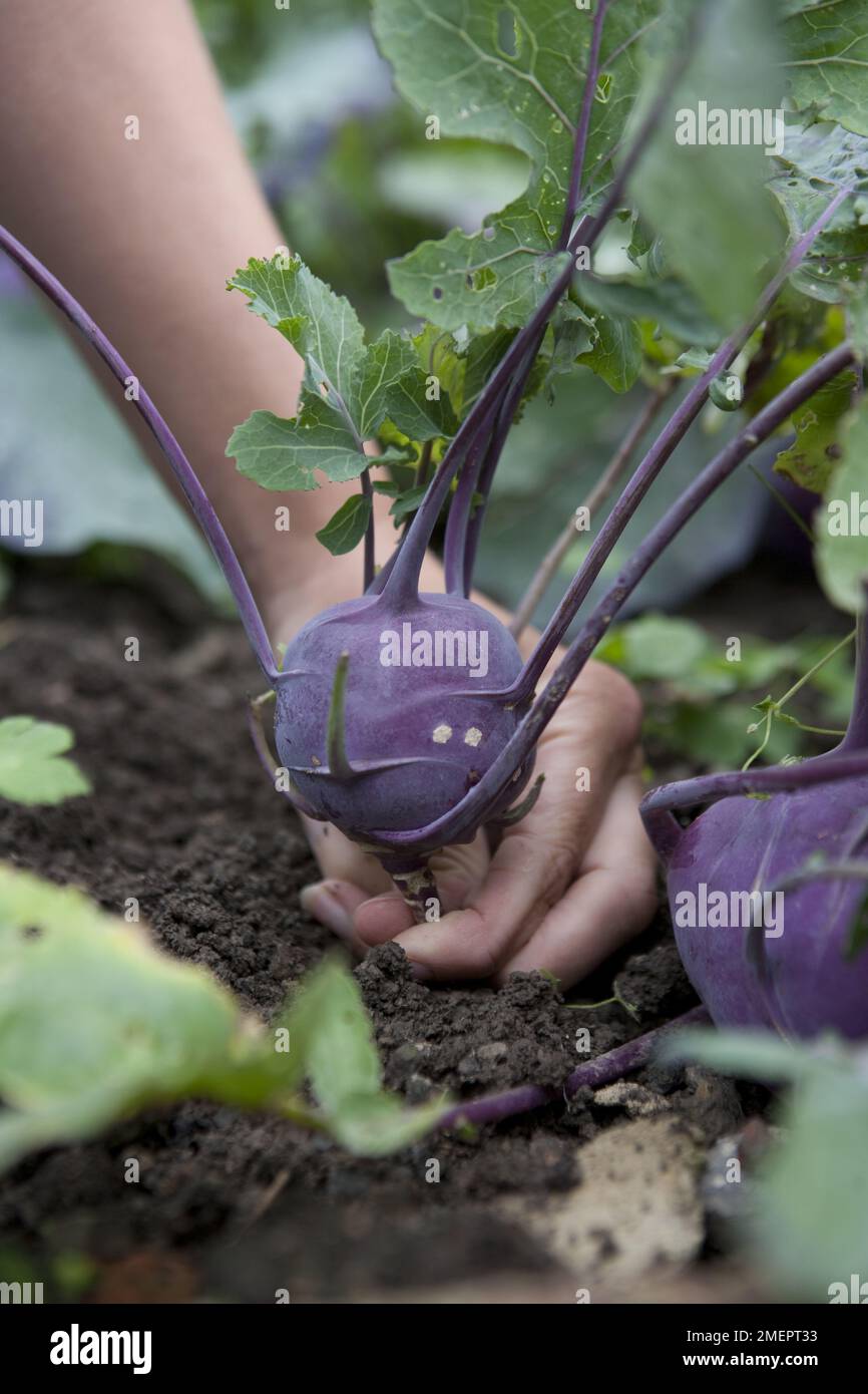 Kohlrabi, German turnip, turnip cabbage, Brassica oleracea Gongylodes
