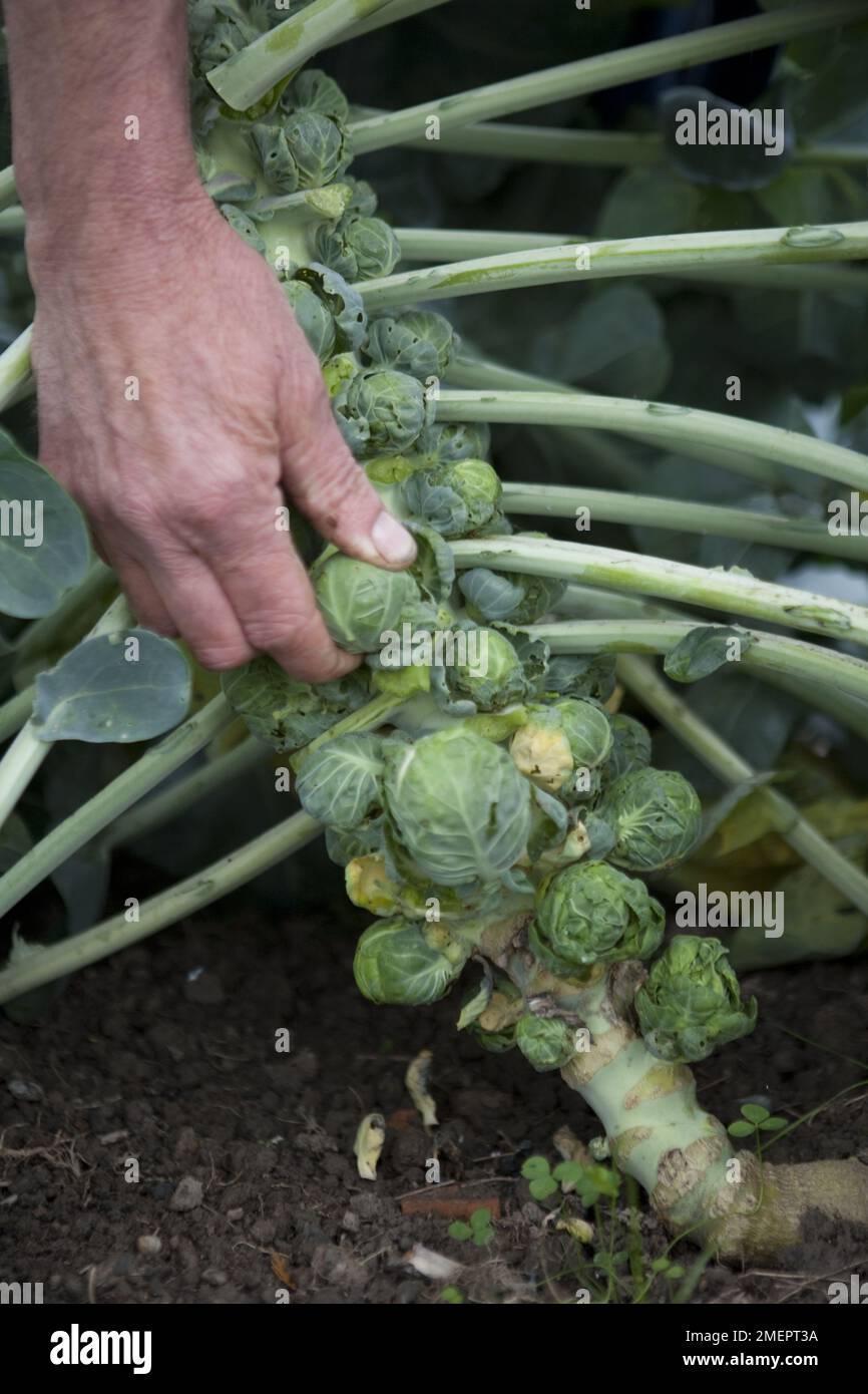 Brussels sprout, Brassica oleracea, vegetable growing in garden Stock Photo