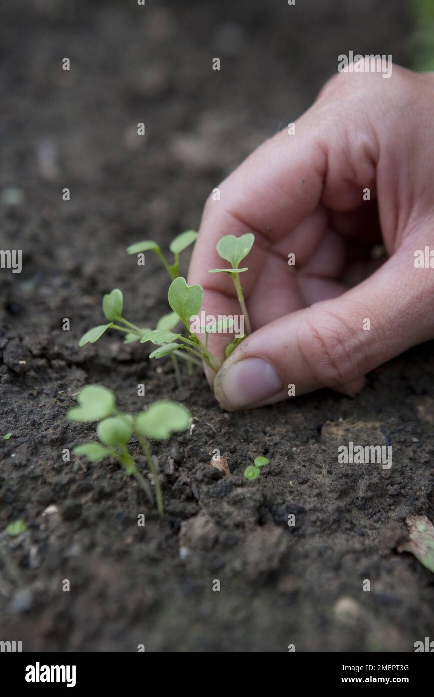 Seedlings, thinning out by hand Stock Photo - Alamy