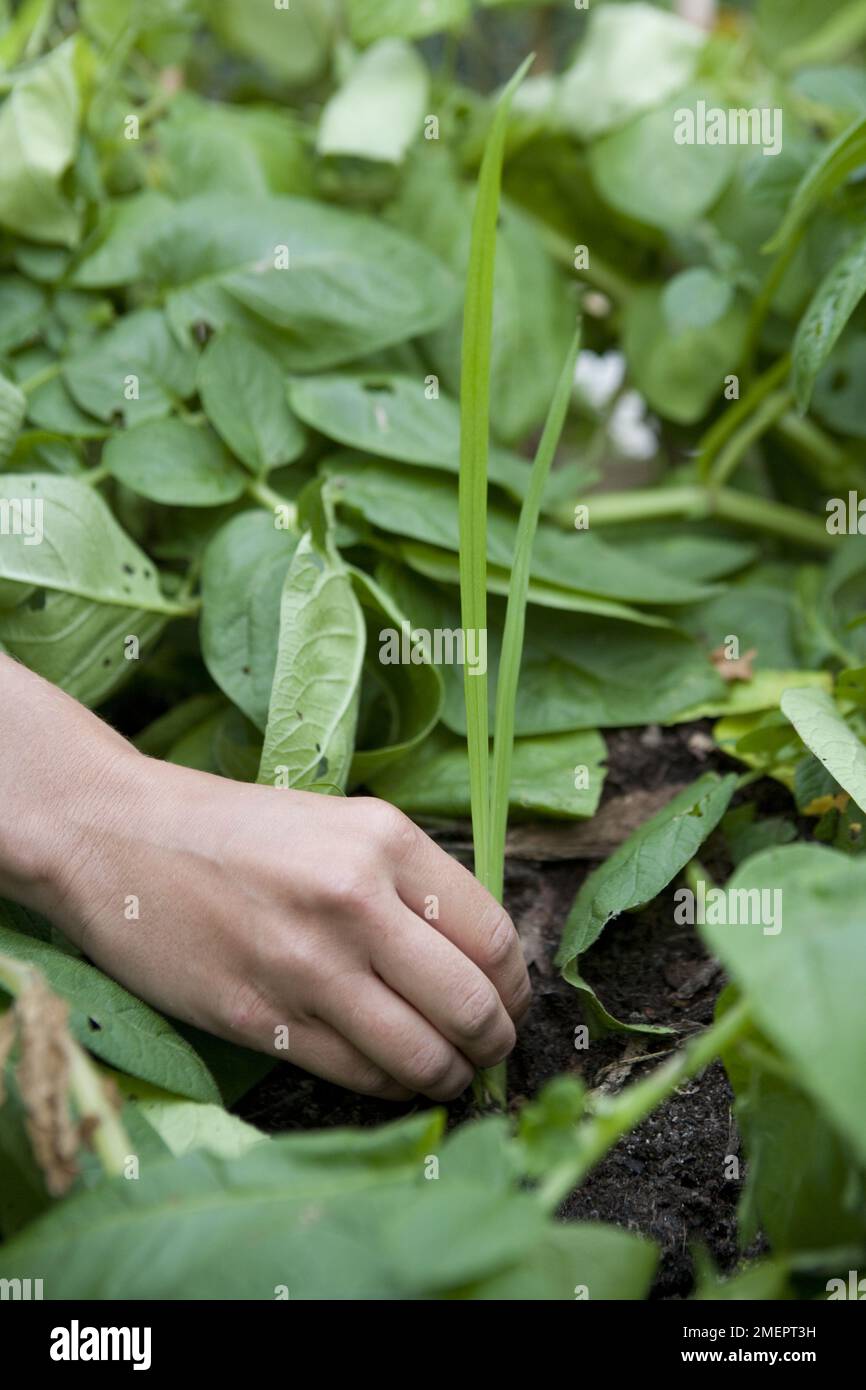 Pulling out weed among Potato 'Melody' plants Stock Photo