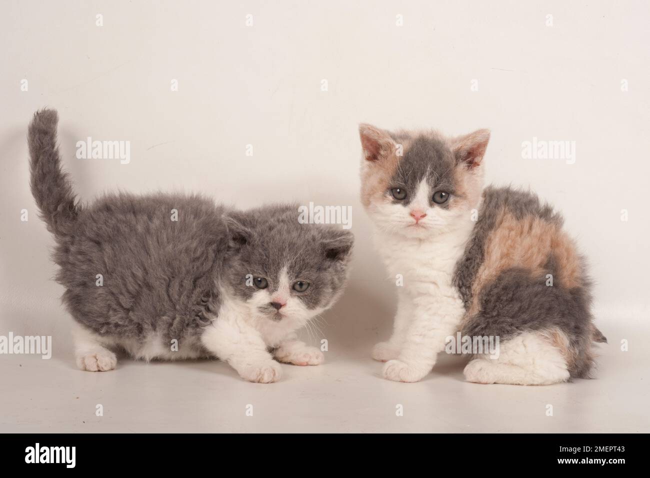 Selkirk Rex kitten Stock Photo