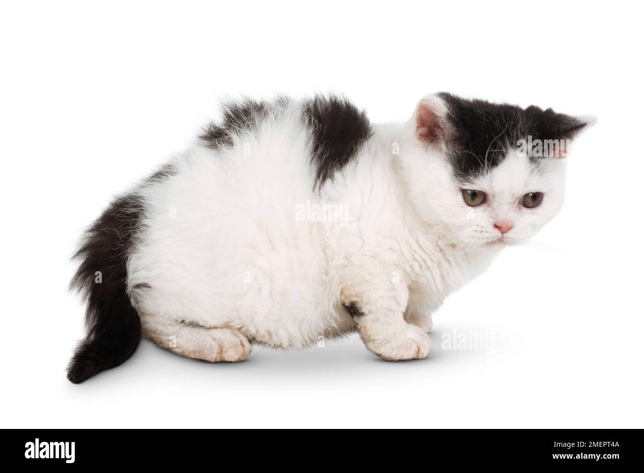 Selkirk Rex kitten Stock Photo