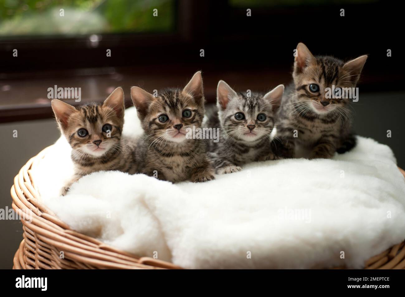 four brown and grey tabby kittens, front view Stock Photo Alamy