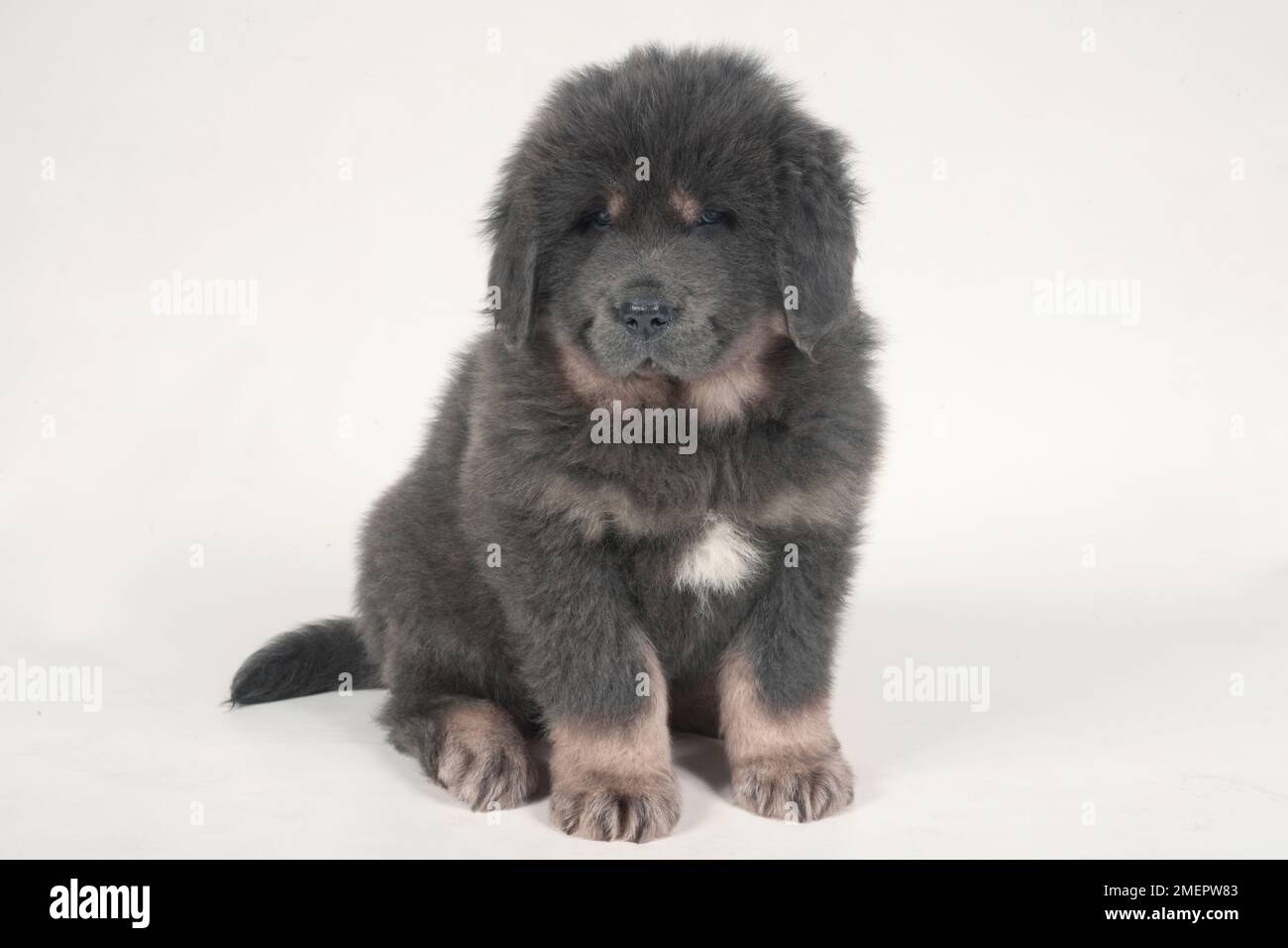 Tibetan mastiff puppy hi res stock photography and images Alamy