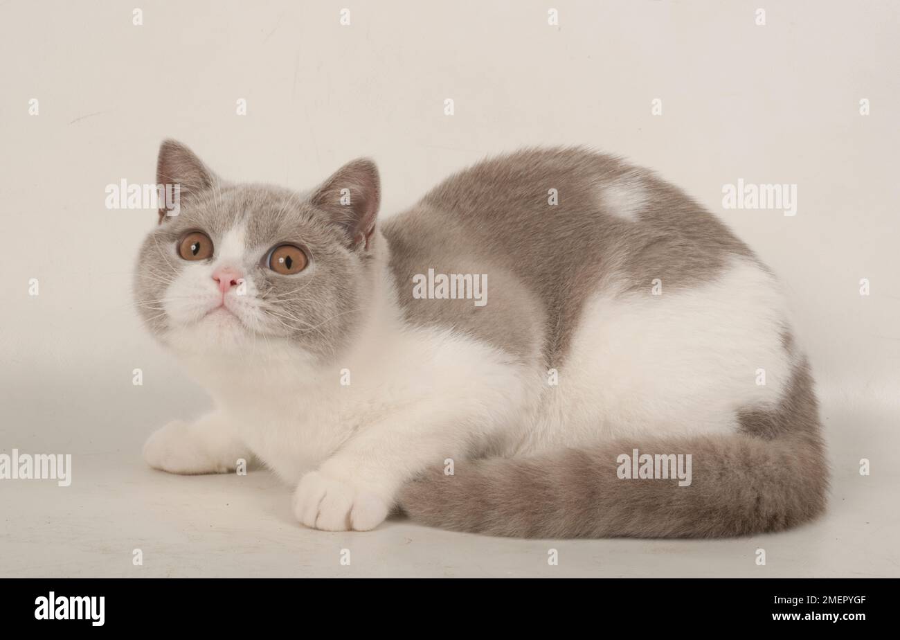 British Shorthair Bicolour kitten Stock Photo