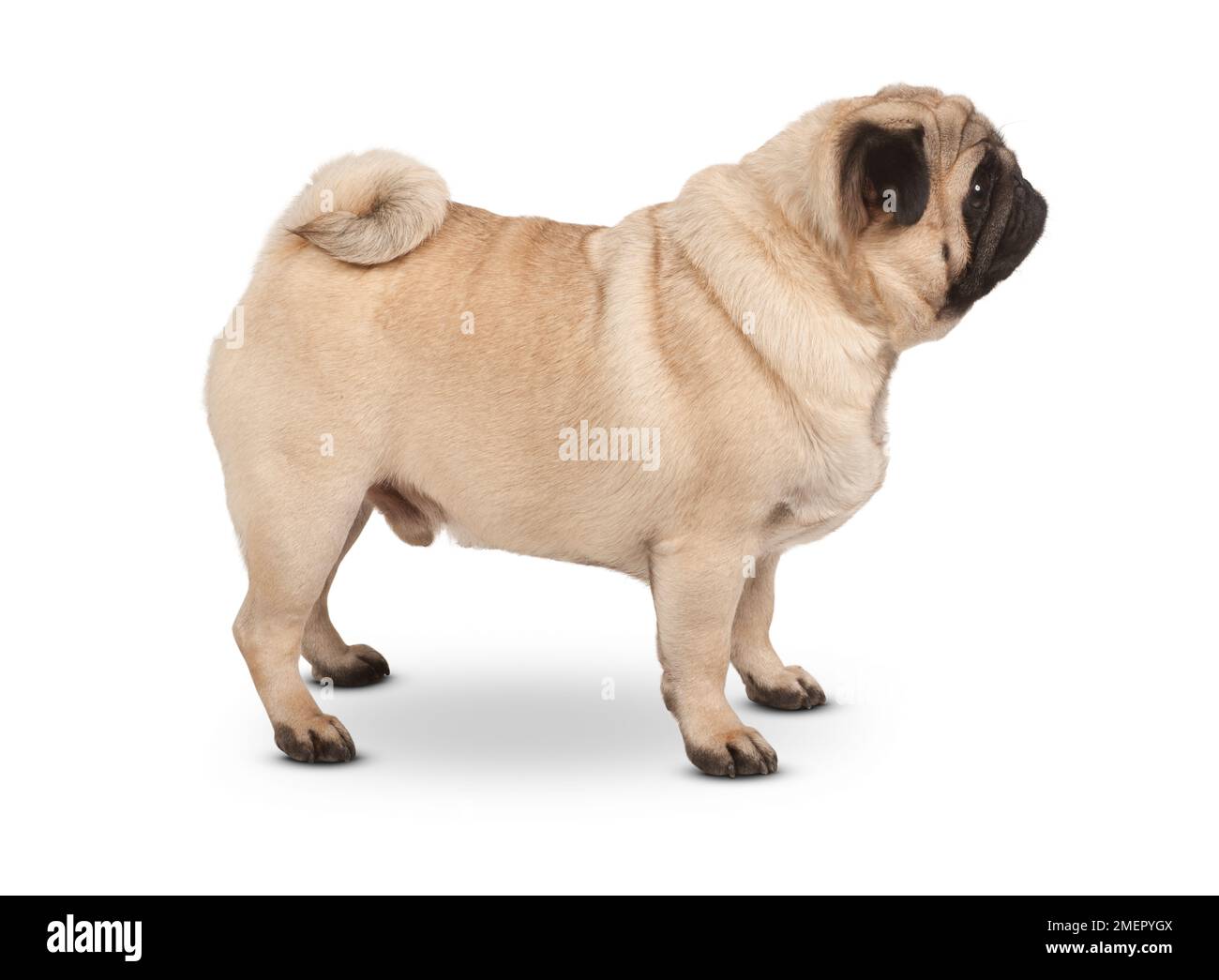 pug-2-3-year-old-male-dog-stock-photo-alamy