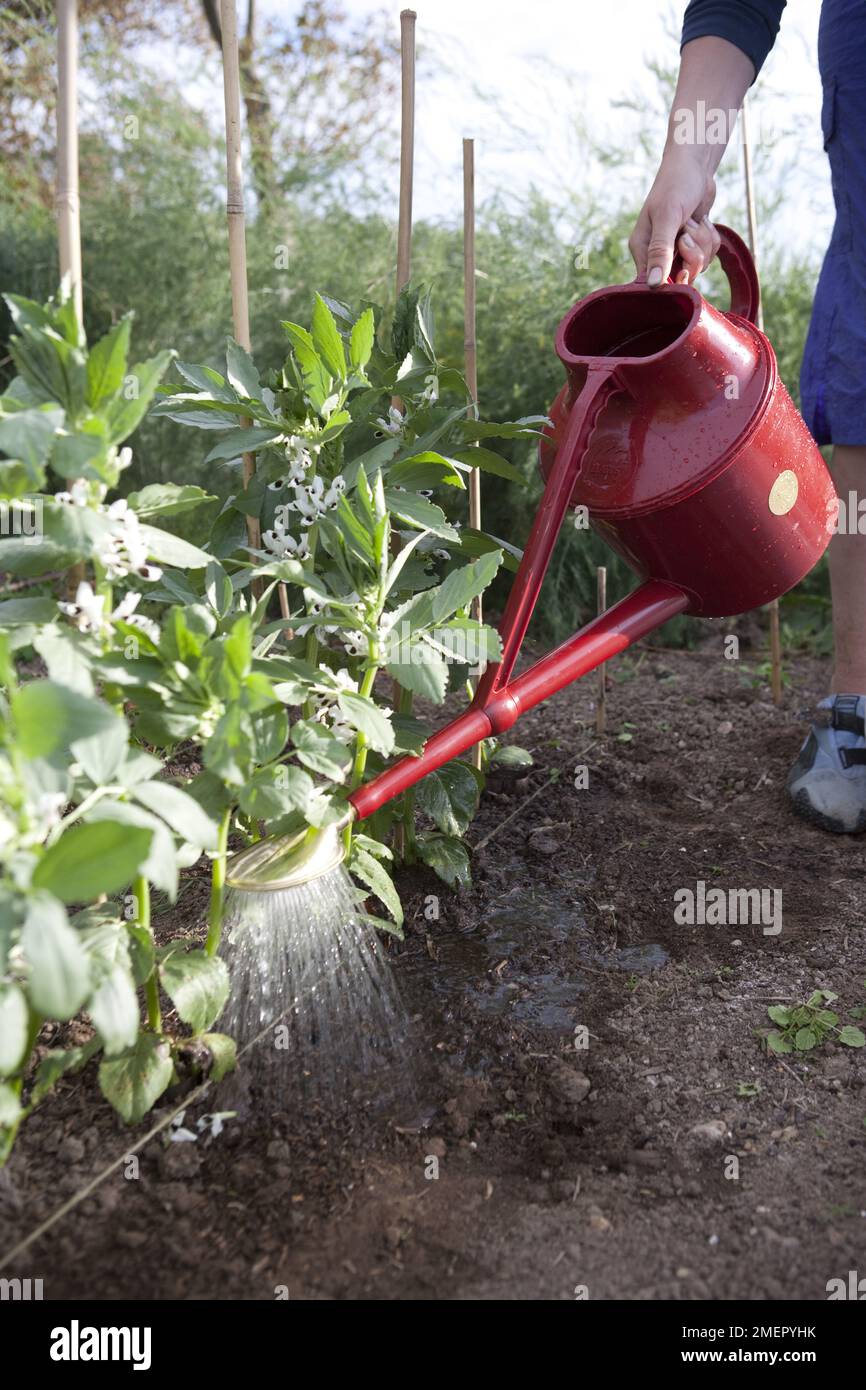 Broad bean, Vicia faba, Jubilee Hysor, mature plants, watering with liquid feed using a watering can Stock Photo